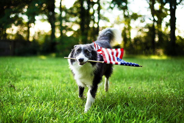 dog carrying flag