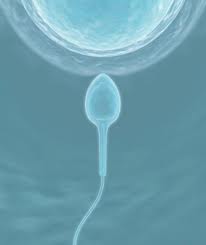 fertility image